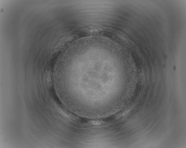 X0000076400654200610202131