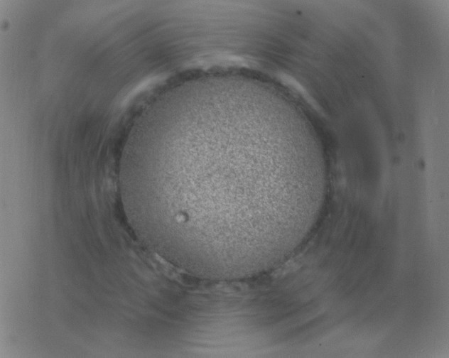 X0000076401063200610202124