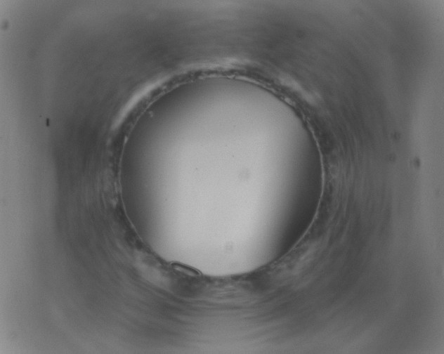 X0000076401256200610202121