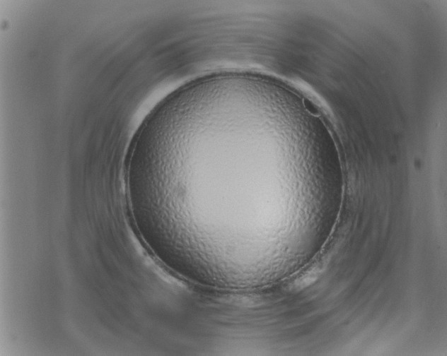 X0000076401287200610202121