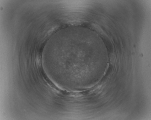 X0000076401298200610202120