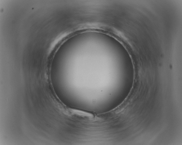 X0000076401312200610202120