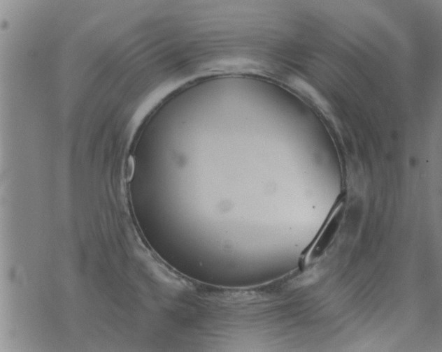 X0000076401336200610202120