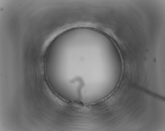 X0000076401504200610202117