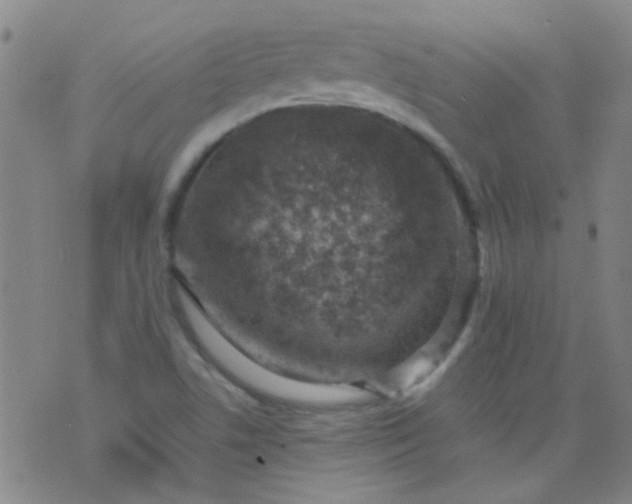 X0000076401506200610202117