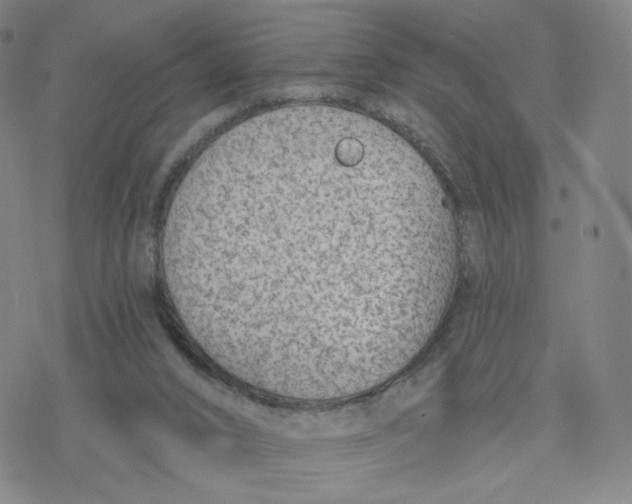 X0000076400016200610271629