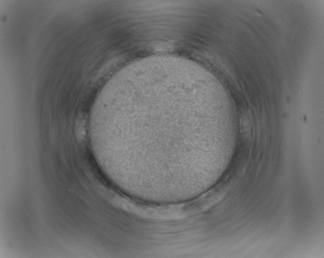 X0000076400032200610271629