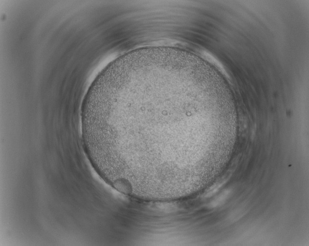 X0000076401095200610271612