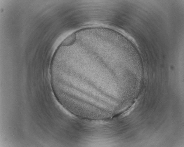 X0000076401239200610271610