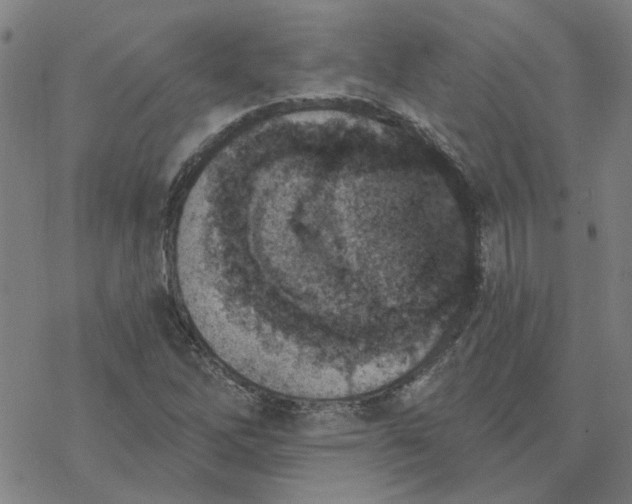 X0000076401262200610271609