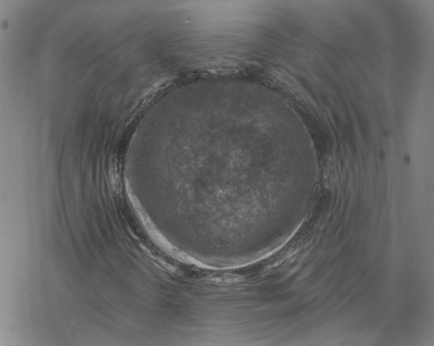 X0000076401298200610271608