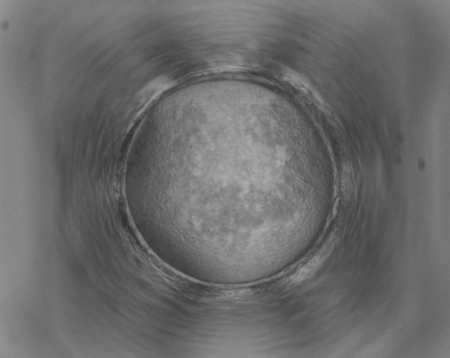 X0000076401353200610271607