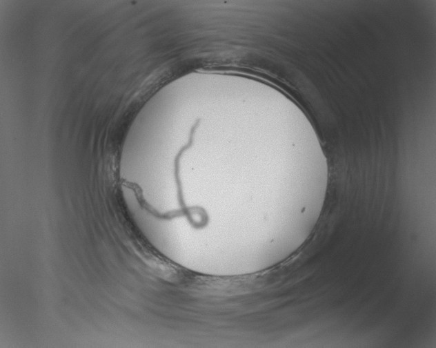 X0000076400045200611031733