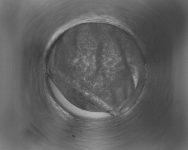 X0000076401506200611031708