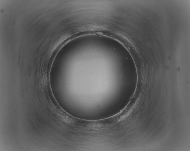 X0000076411073200610061133