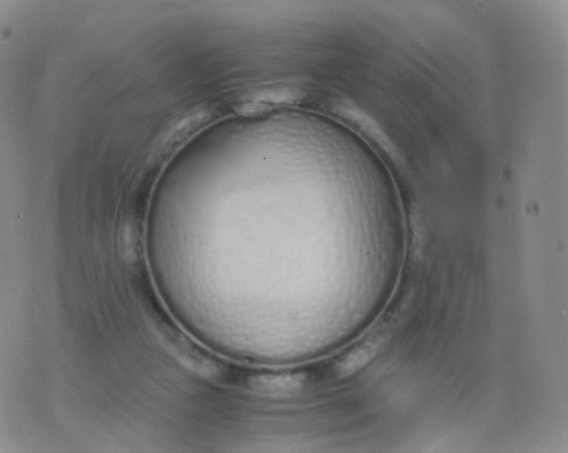 X0000076410161200610202204