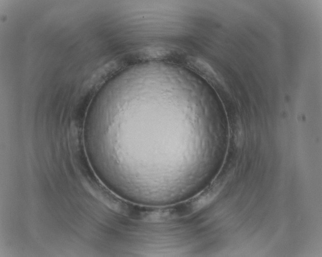 X0000076410366200610202201