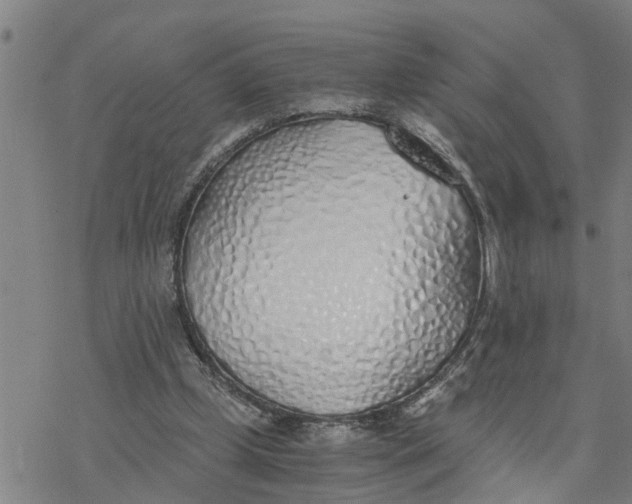 X0000076410249200610271650