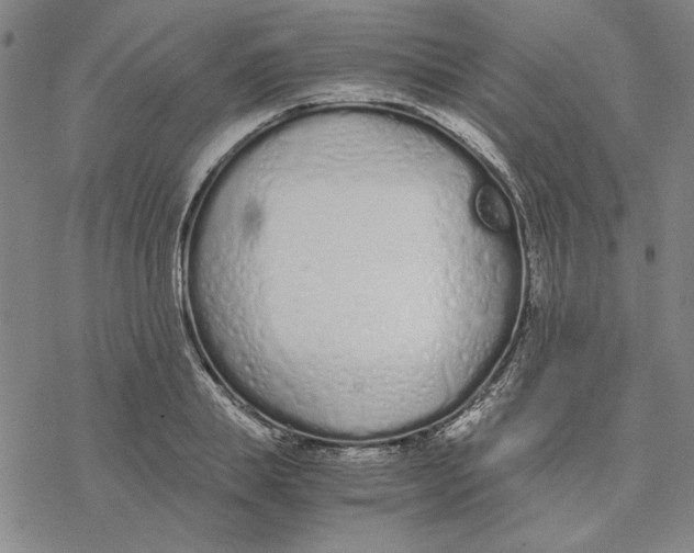 X0000076410839200610271641