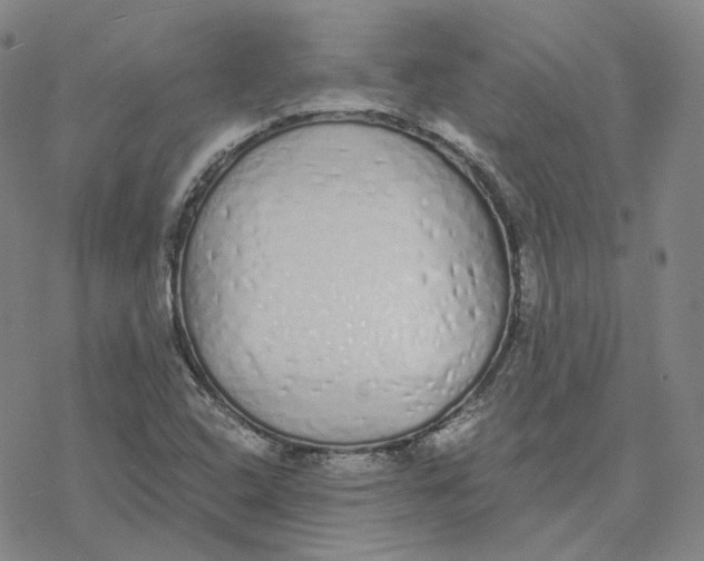 X0000076411408200610271631