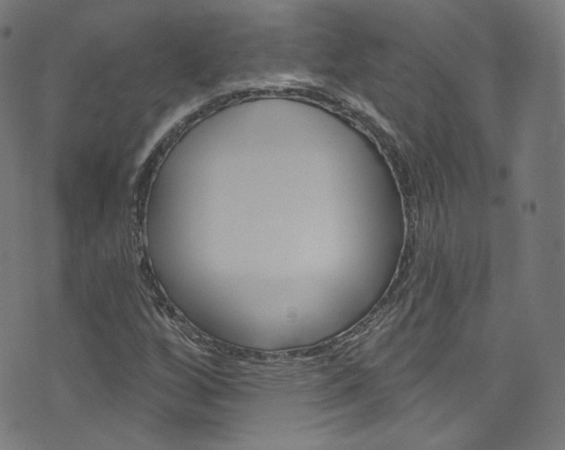 X0000076421256200610061010
