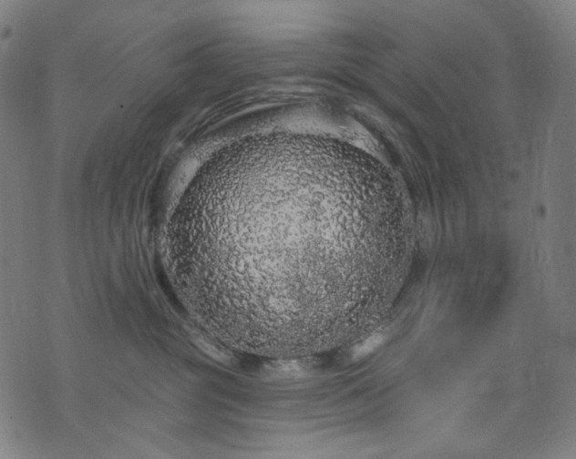 X0000076420381200610061211