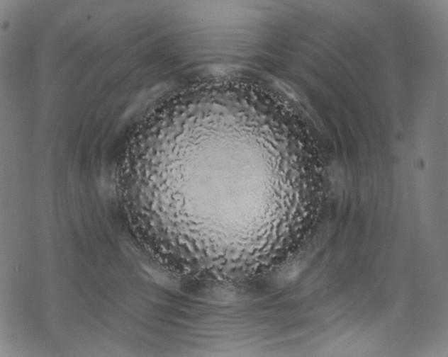 X0000076420423200610061209