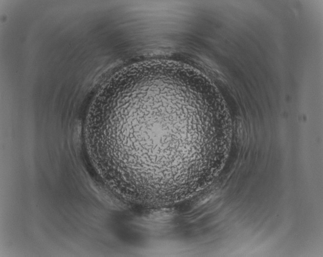 X0000076420550200610061207