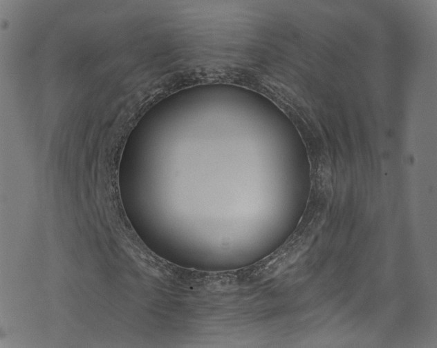 X0000076420865200610061202