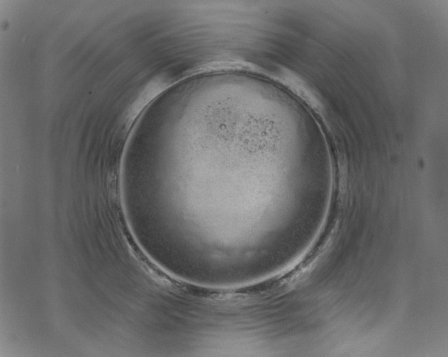 X0000076420953200610061201