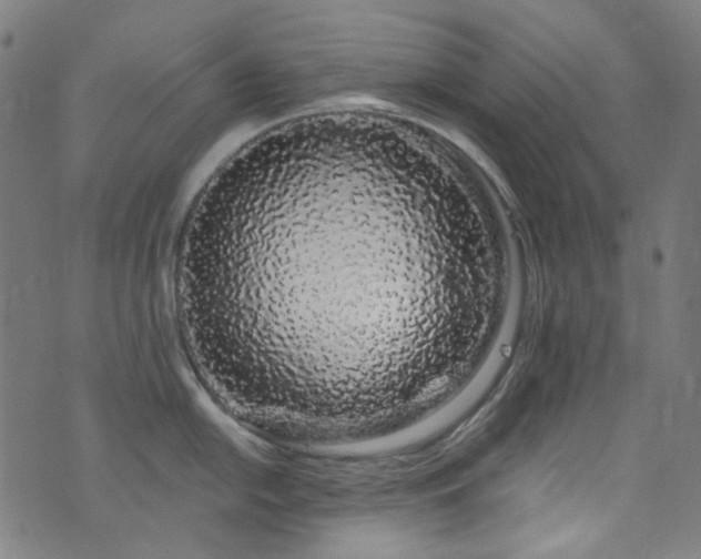 X0000076421054200610061200