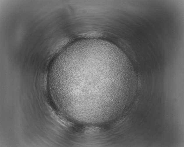X0000076420206200610161135