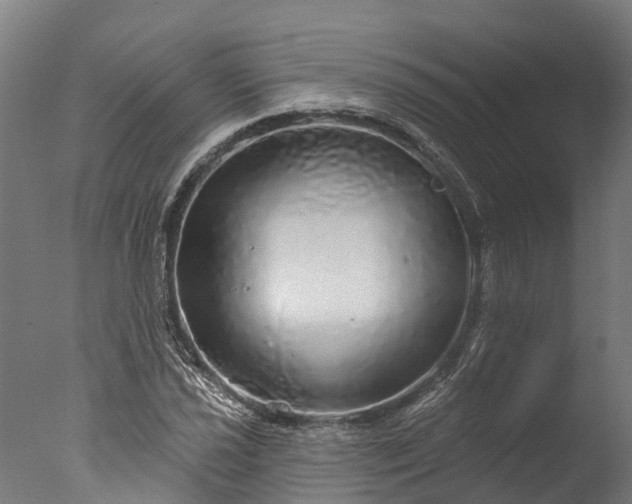 X0000076421021200610161121
