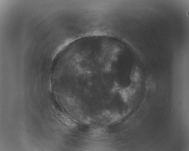 X0000076421262200610161117