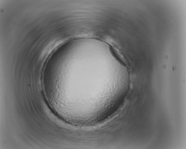 X0000076420002200610202231