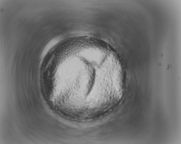 X0000076420006200610202231