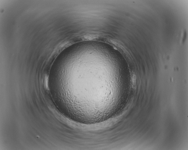 X0000076420046200610202231