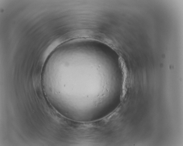 X0000076420099200610202230