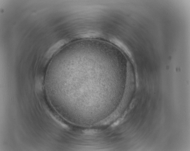 X0000076420105200610202230