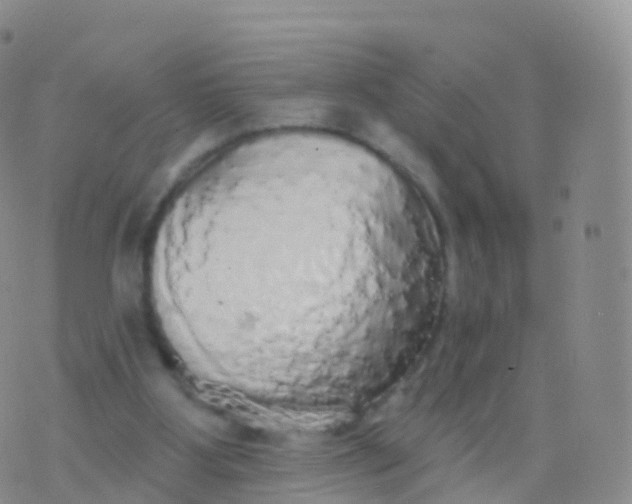 X0000076420107200610202230