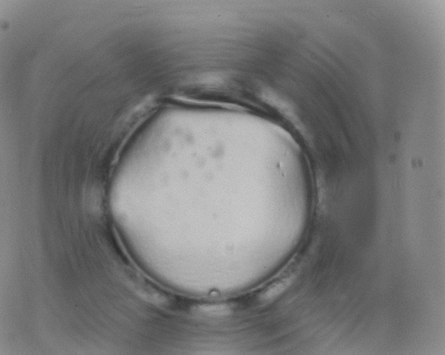 X0000076420161200610202229