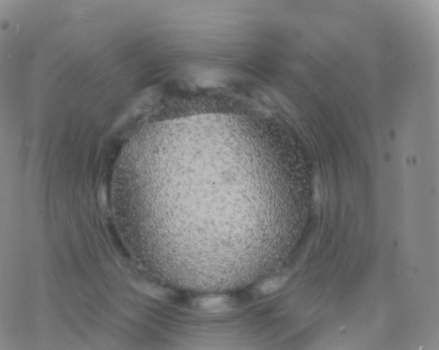 X0000076420173200610202229