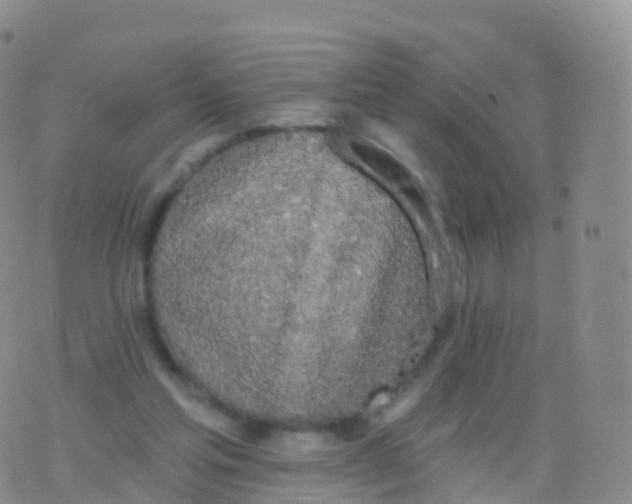 X0000076420205200610202228