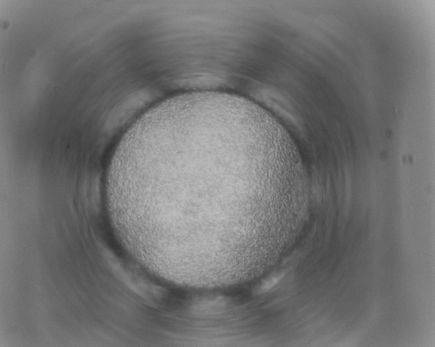 X0000076420206200610202228