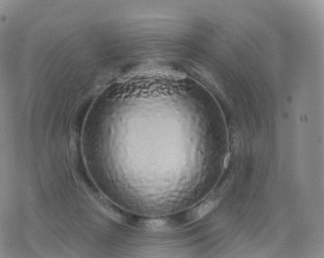 X0000076420265200610202227