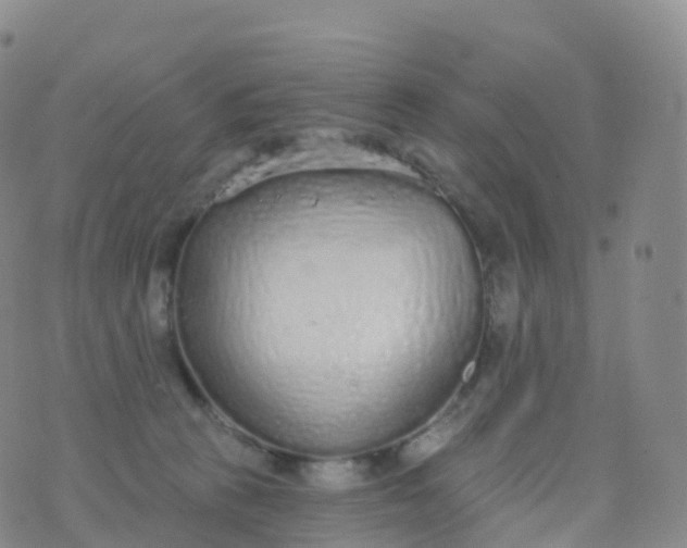 X0000076420273200610202227