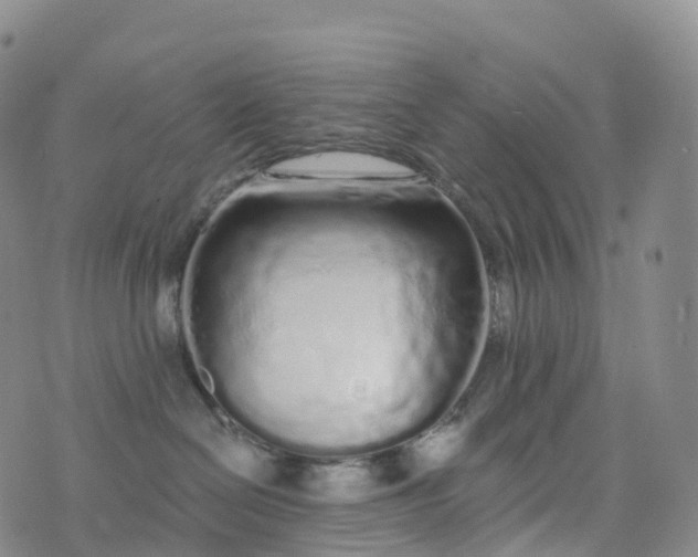 X0000076420286200610202227