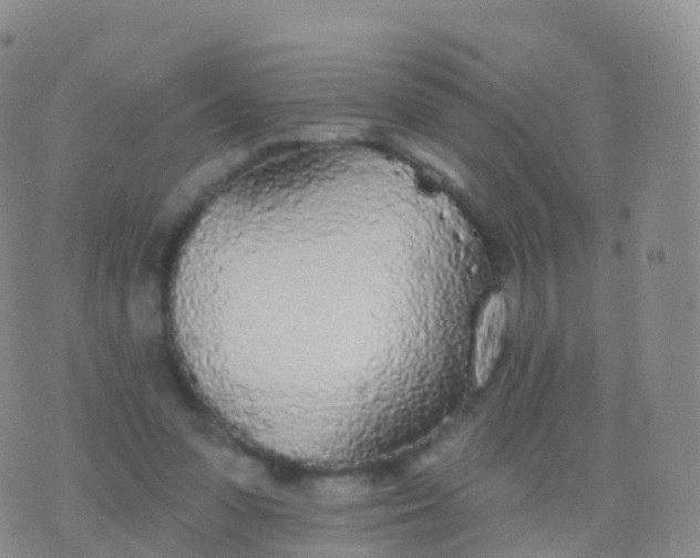 X0000076420303200610202227