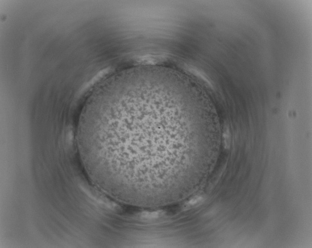 X0000076420314200610202226