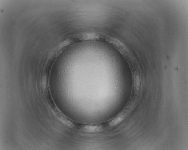 X0000076420326200610202226